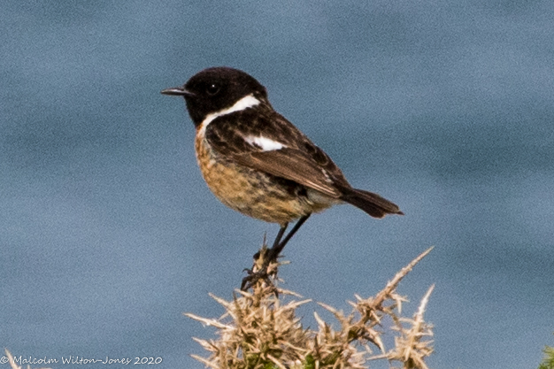 Stonechat