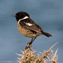 Stonechat