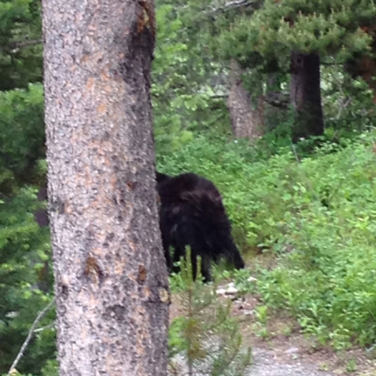 American Black Bear