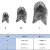 miniatures image - 1