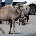 Bighorn Sheep