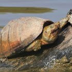 Razor-backed musk turtle