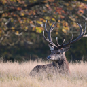 Red deer nature fall wildlife