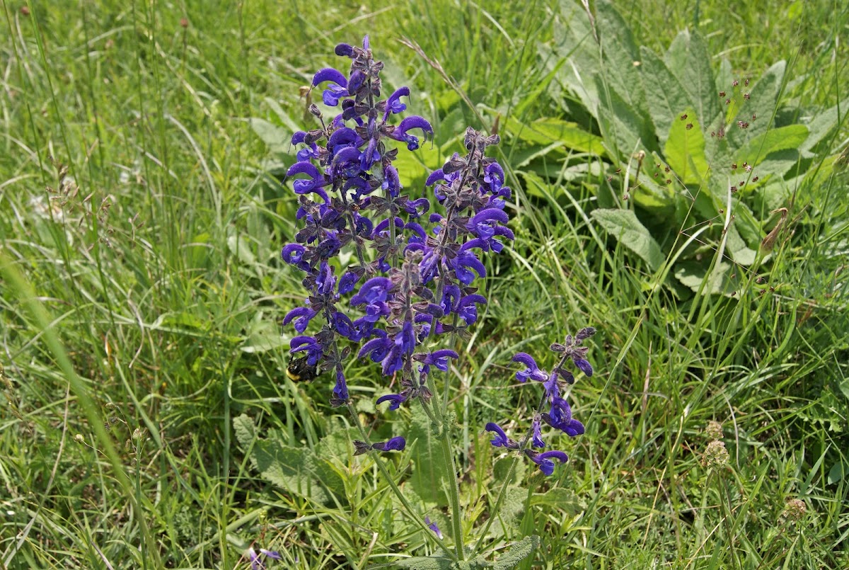 Meadow Sage