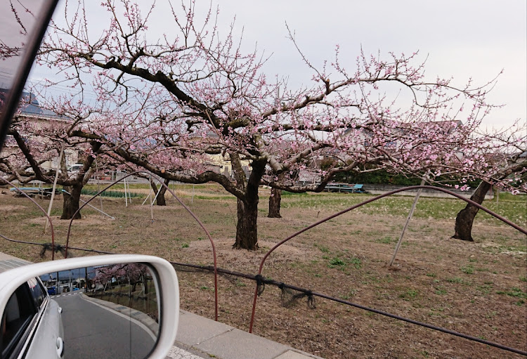 クラウンアスリートの桜とコラボ・今日も一日お疲れ様でした。・帰って夕食作るか！(笑)・アニオタではないですよ笑に関するカスタム事例の投稿画像5枚目