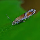 Small Buckthorn Roller