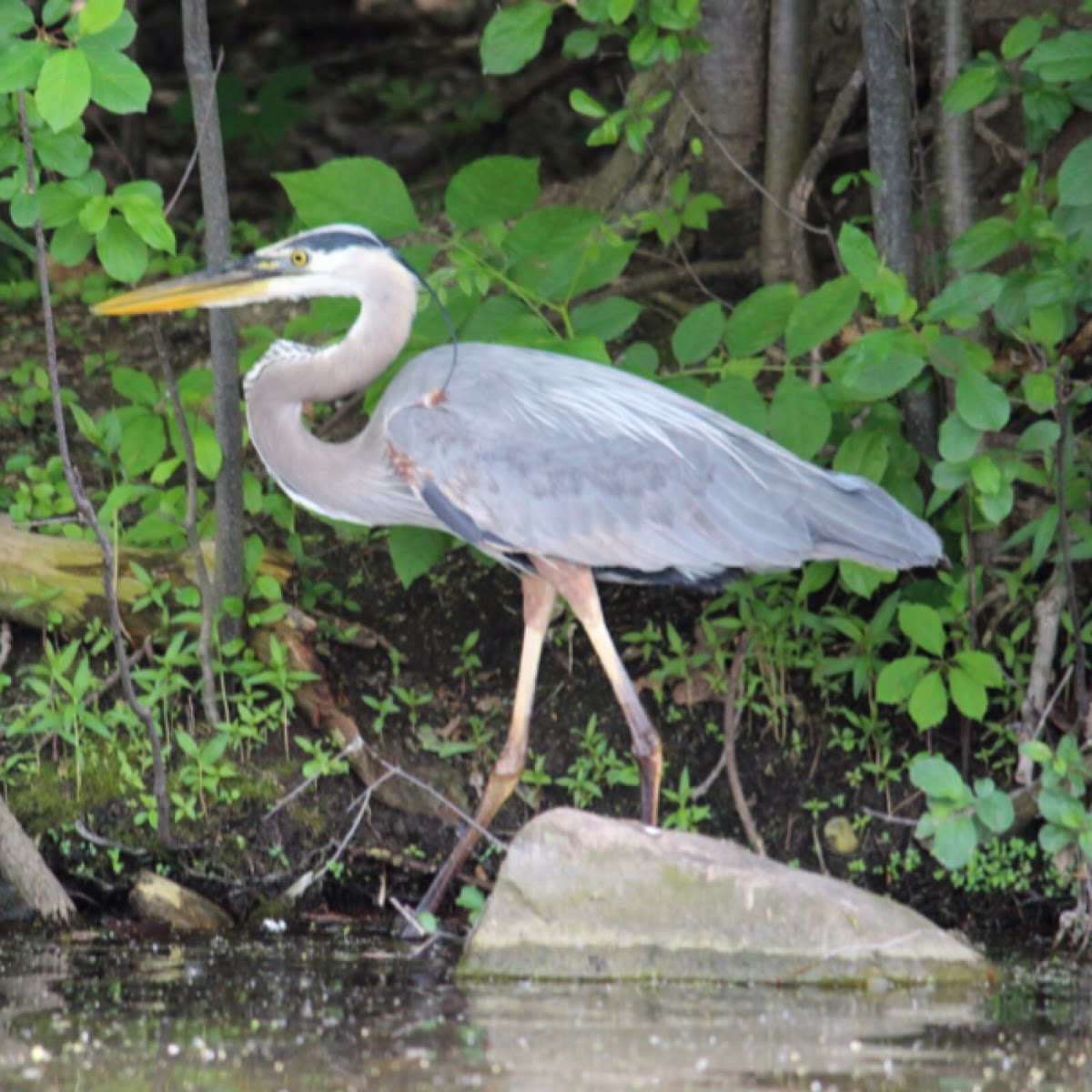 Great Blue Heron