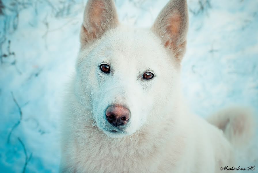 Свадебный фотограф Юлия Мушталова (mushtalova). Фотография от 7 августа 2015