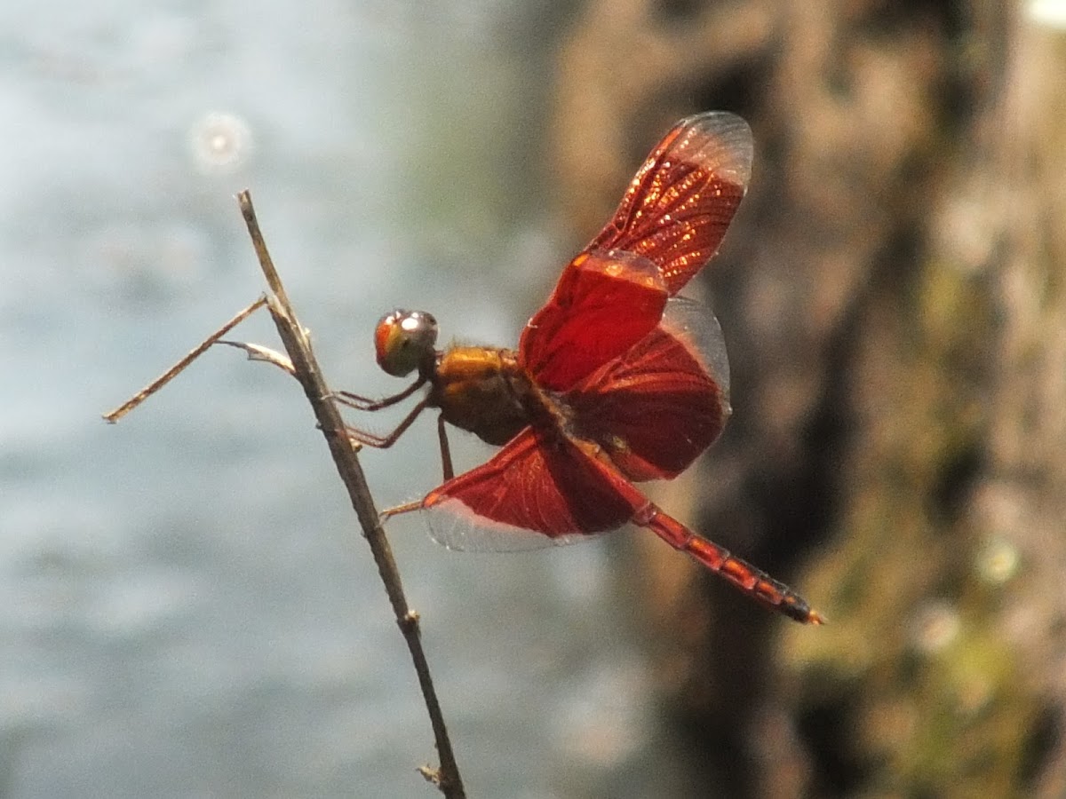 Capung