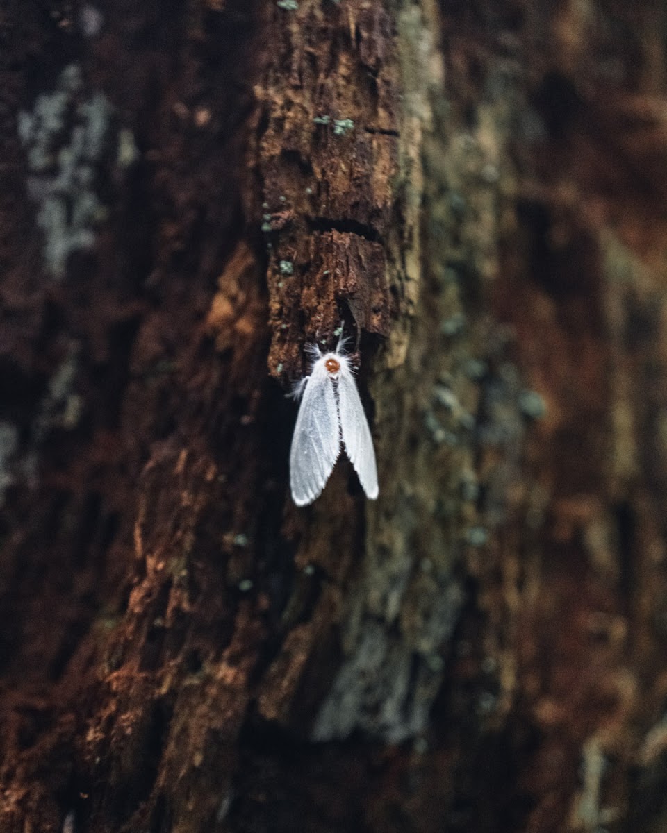 Tussock Moth