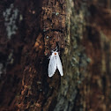 Tussock Moth