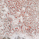 Scarlet rim Lichen