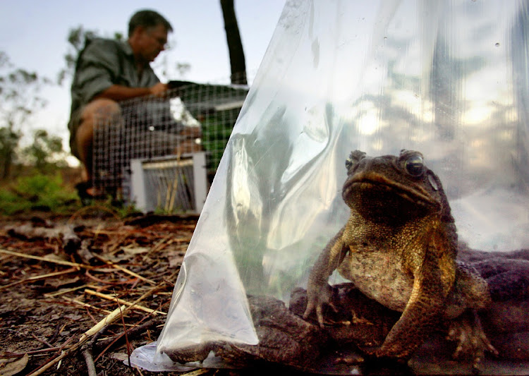 A cane toad sits inside a plastic bag after being caught south of Darwin, Australia. Picture: DAVID GRAY/REUTERS