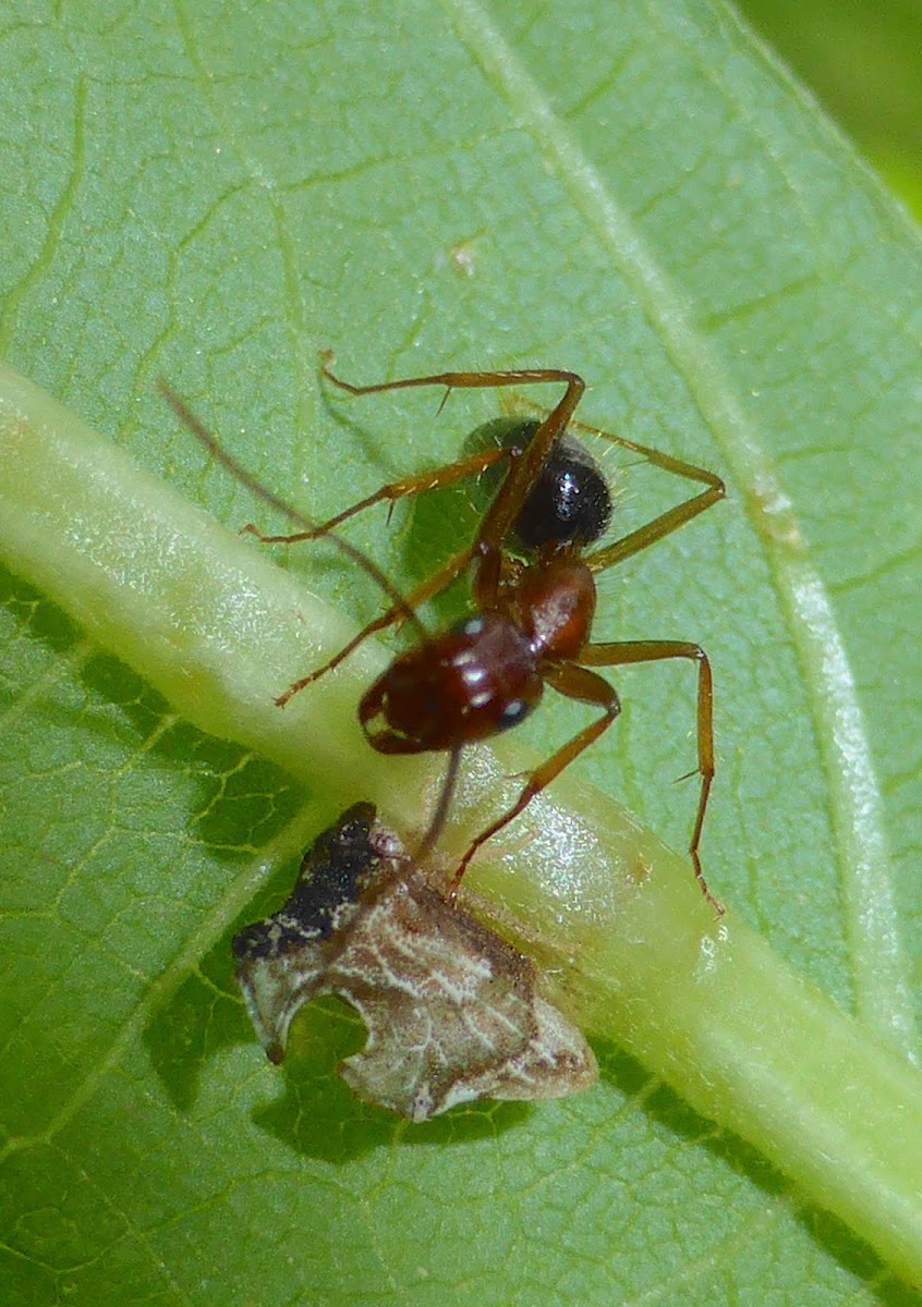 Keeled Treehopper