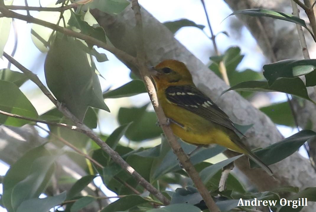 Flame-colored Tanager