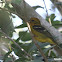 Flame-colored Tanager