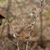 Eurasian tree sparrow