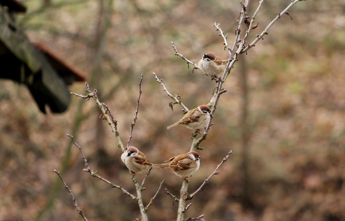 Eurasian tree sparrow