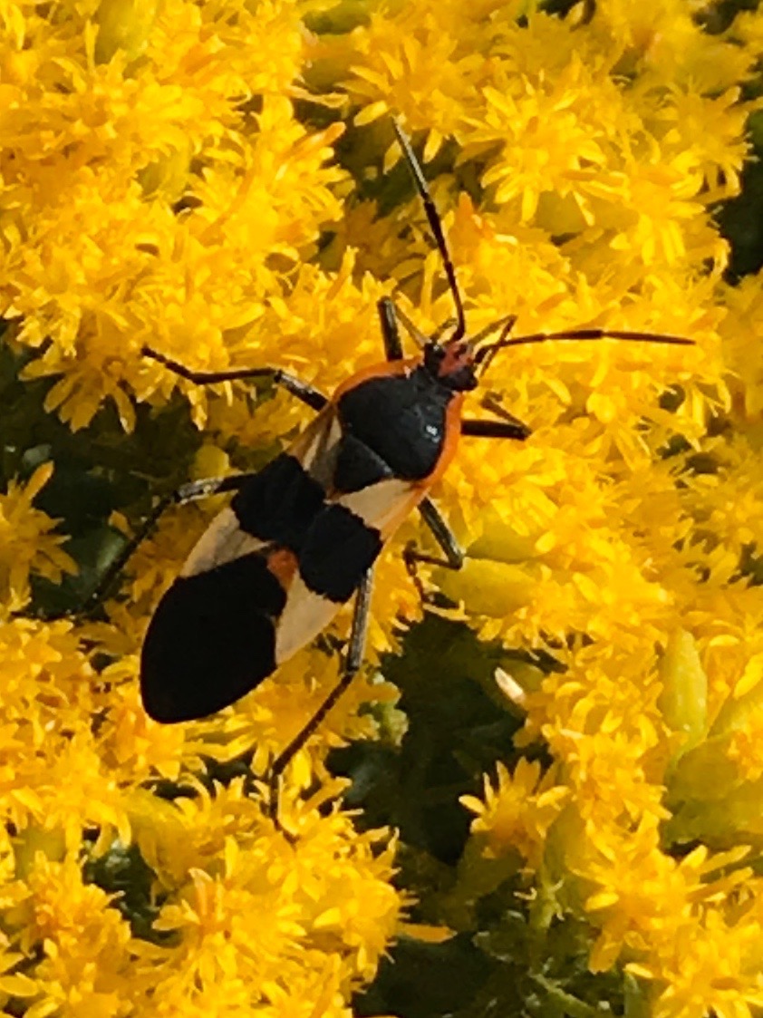 Large milkweed bug