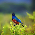 Superb starling