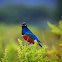 Superb starling