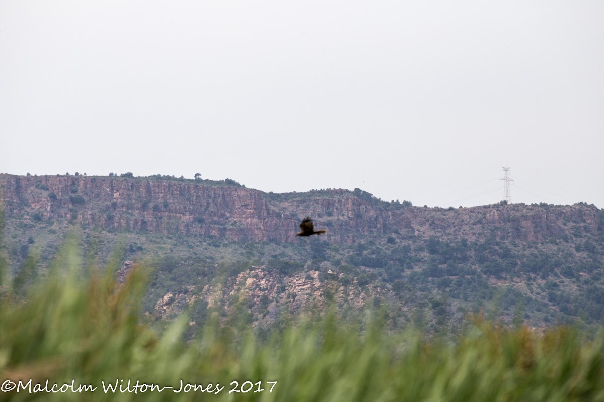 Marsh Harrier; Aguilucho Lagunero