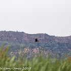 Marsh Harrier; Aguilucho Lagunero