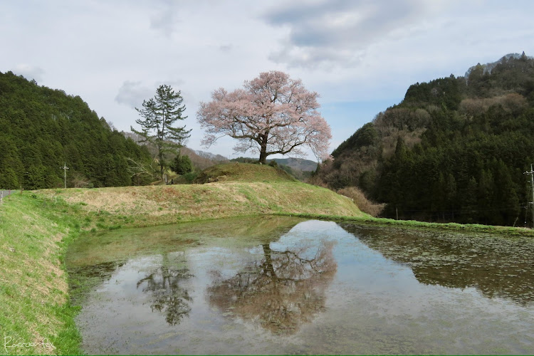 の投稿画像4枚目