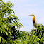 Cattle Egret