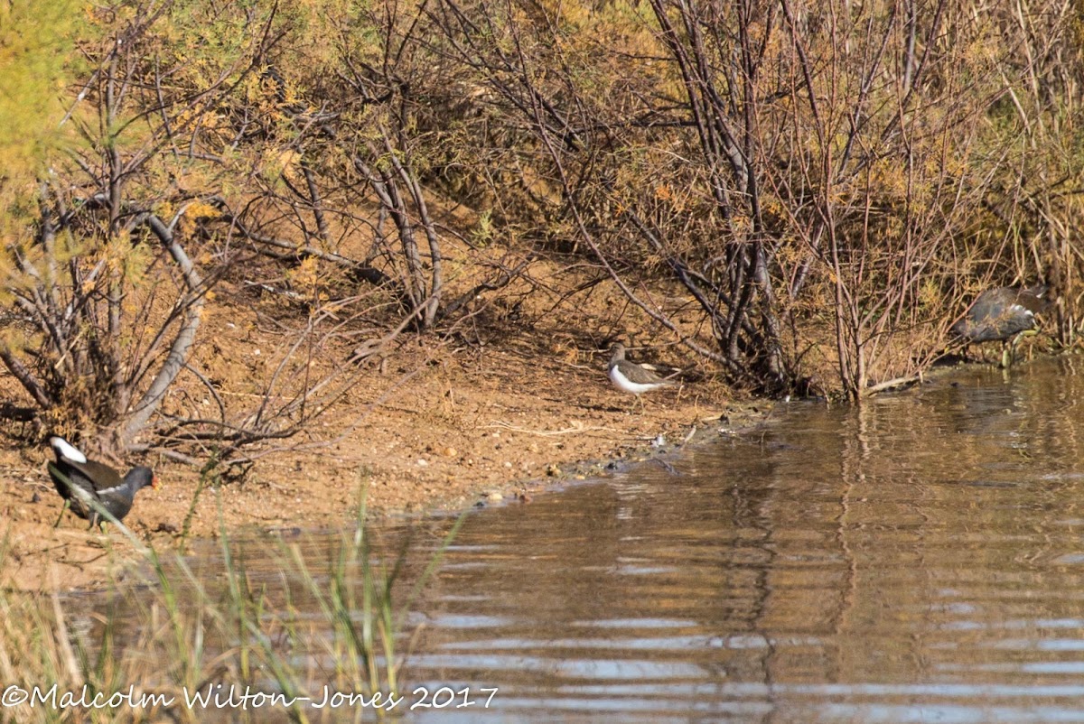 Common Sandpiper