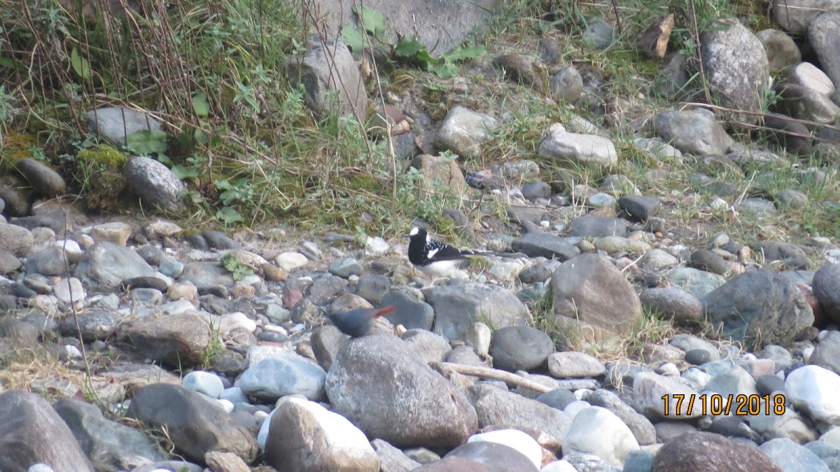 Spotted Forktail