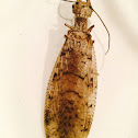 Eastern Dobsonfly