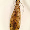 Eastern Dobsonfly