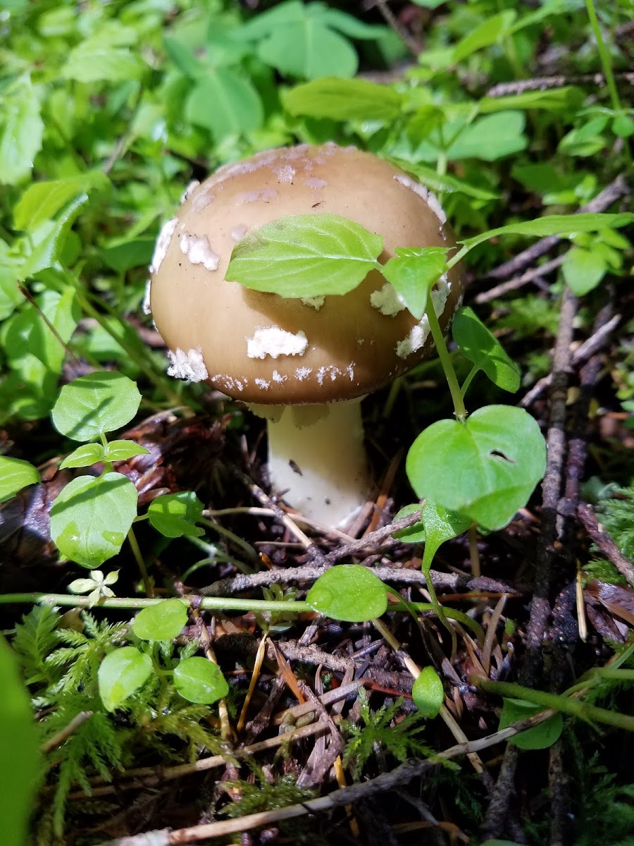 Panther Amanita