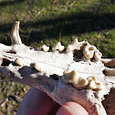 Red Fox (skull)