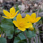 Kingcup,Marsh-marigold