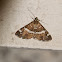 Beet Webworm Moth