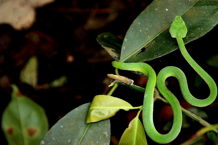 Mimetismo verde di daviderm