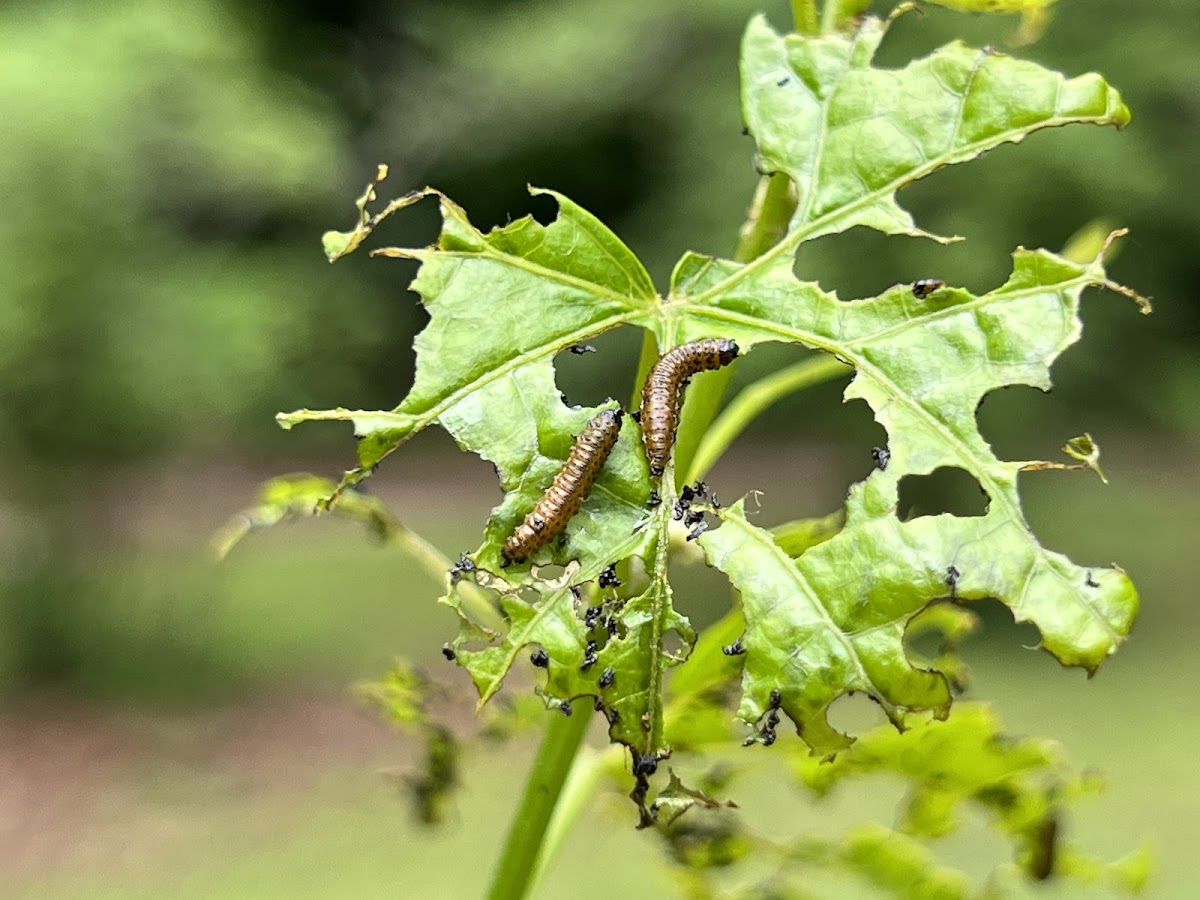 Grape Flea Beetle Larvae