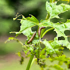 Grape Flea Beetle Larvae