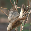 Jungle Babbler