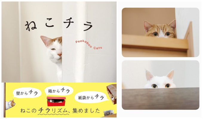 可愛すぎ チラッとのぞく猫の姿にキュン とくる写真集 Trill トリル