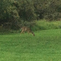 White-tailed Deer