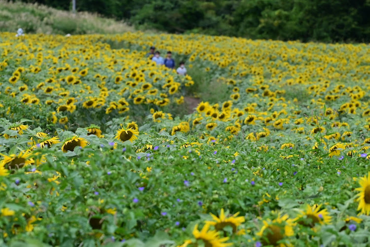 シビックの福島県・喜多方市・三ノ倉高原花畑・ひまわり畑🌻・猿まわしに関するカスタム事例の投稿画像3枚目