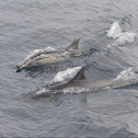 Long-beaked Common Dolphin