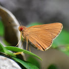 Common RedEye (Skipper)