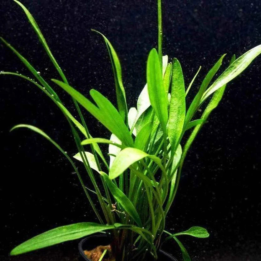 Cryptocoryne Lutea - Aquarium Live Plants for Beginners