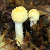 Amanita Mushrooms