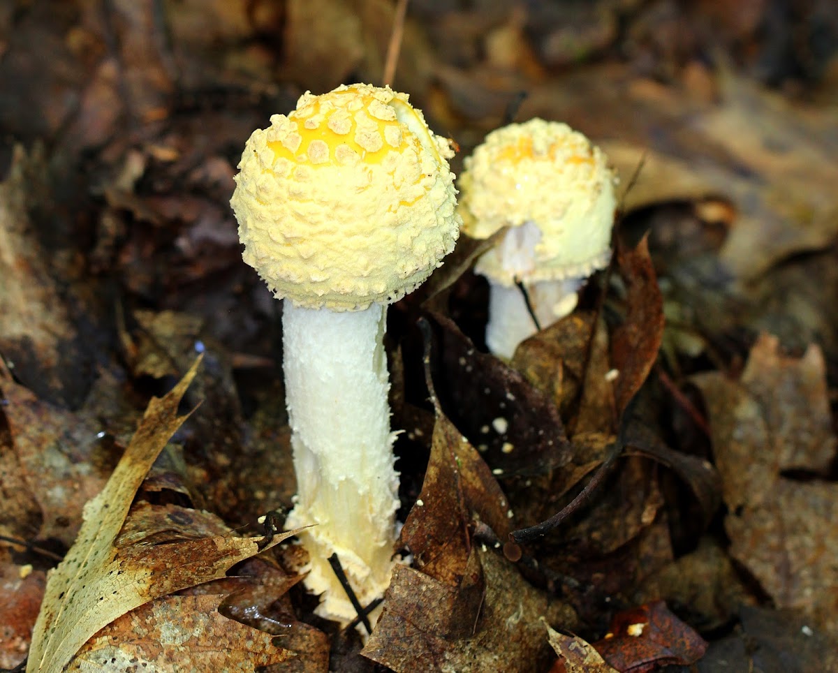 Amanita Mushrooms