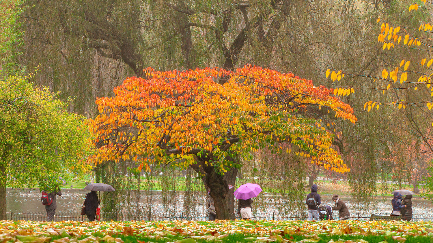 Autunno in un parco di Londra di Nevio Saule